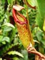 Nepenthes maxima