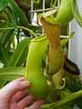 Nepenthes ventrata