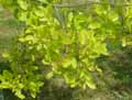 Nothofagus obliqua