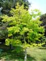 Nothofagus obliqua