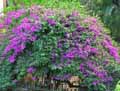 Bougainvillea spectabilis
