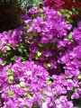 Bougainvillea spectabilis