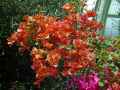 Bougainvillea spectabilis