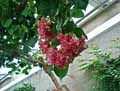 Bougainvillea spectabilis