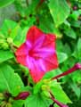 Mirabilis jalapa
