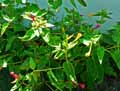 Mirabilis jalapa