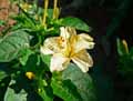 Mirabilis jalapa