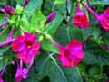 Mirabilis jalapa