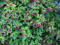 Mirabilis jalapa