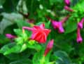 Nyctaginaceae-Mirabilis-jalapa-Belle-de-nuit-Quatre-heures-Herbe-triste-Merveille-du-Perou.jpg
