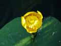 Nuphar lutea