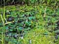 Nuphar lutea