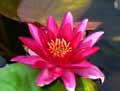 Nymphaeaceae-Nymphaea-laydekeri-Nymphea-Nenuphar.jpg