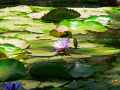 Nymphaea nouchali var. caerulea, Nymphaea capensis