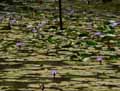 Nymphaeaceae-Nymphaea-nouchali-var.-caerulea-Nymphaea-capensis-Lotus-bleu-Nenuphar-bleu-Lotus-d-Egypte.jpg