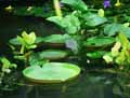 Victoria amazonica