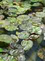 Nymphaea nouchali var. caerulea, Nymphaea capensis