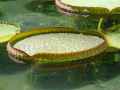 Victoria amazonica