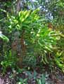 Ochnaceae-Lophira-lanceolata-Dwarf-red-ironwood.jpg