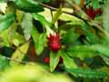 Ochna multiflora