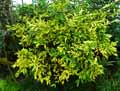 Ochna multiflora