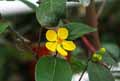 Ochna serrulata