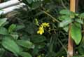 Ochna serrulata