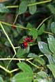 Ochna serrulata