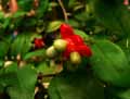 Ochna serrulata