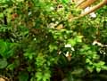 Ochna serrulata
