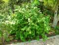 Abeliophyllum distichum