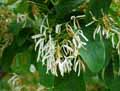 Chionanthus retusus