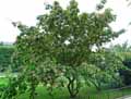 Chionanthus retusus