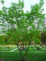 Oleaceae-Chionanthus-retusus-Arbre-de-neige-Chinois.jpg
