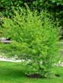 Oleaceae-Forestiera-neo-mexicana-Olivier-du-desert.jpg