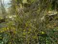 Oleaceae-Forthysia-viridissima-Forthysia-panache.jpg