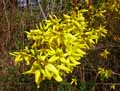 Oleaceae-Forthysia-x-Intermedia-Forsythia-de-Paris-Mimosa-de-Paris.jpg