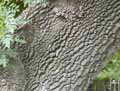 Fraxinus angustifolia