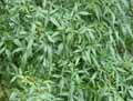Fraxinus angustifolia