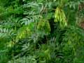 Fraxinus excelsior