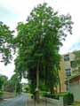 Oleaceae-Fraxinus-excelsior-Frene-commun.jpg