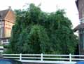 Oleaceae-Fraxinus-excelsior-Pendula-Frene-pleureur.jpg