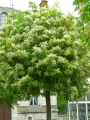 Fraxinus ornus