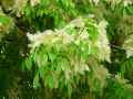 Fraxinus ornus