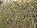 Jasminum nudiflorum