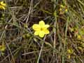 Jasminum nudiflorum