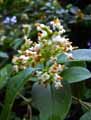 Ligustrum ovalifolium