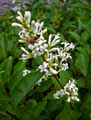 Oleaceae-Ligustrum-ovalifolium-Troene-de-Californie.jpg