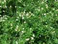 Ligustrum vulgare