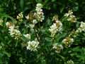 Ligustrum vulgare